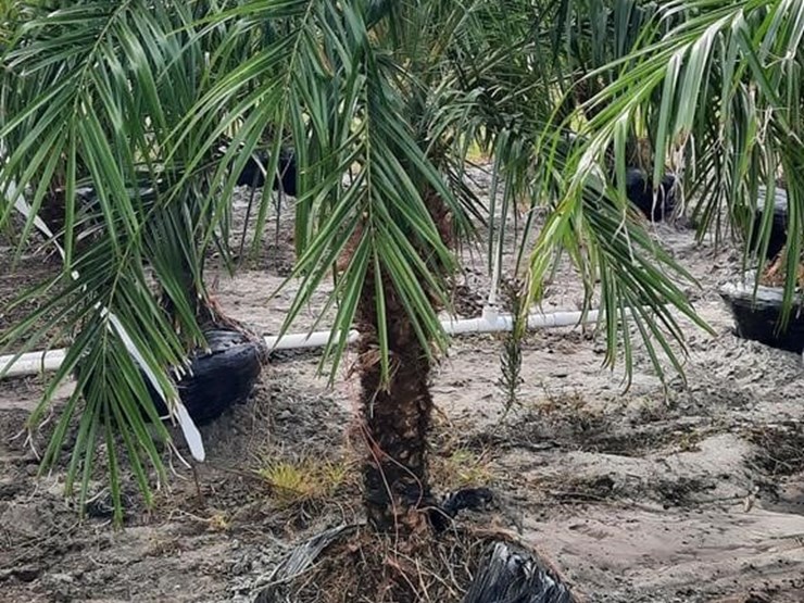 pigmy-palm-5ft-to-6ft-tall-image-1