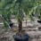 pigmy-palm-5ft-to-6ft-tall-image-1