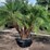 pigmy-palm-5ft-to-6ft-tall-image-1