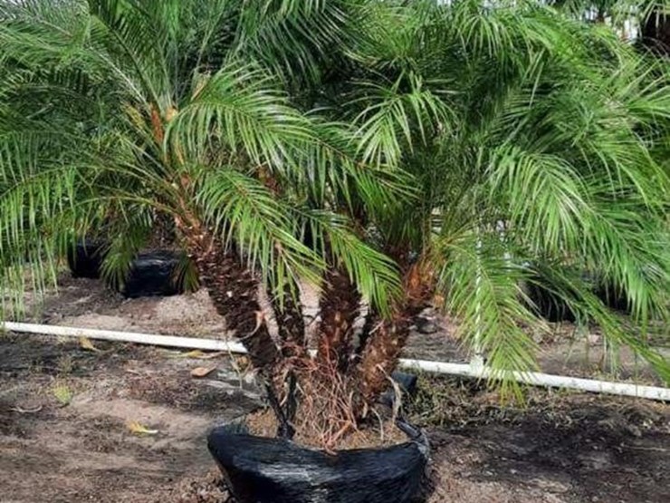 pigmy-palm-5ft-to-6ft-tall-image-1