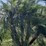 pigmy-palm-7ft-tall-image-1