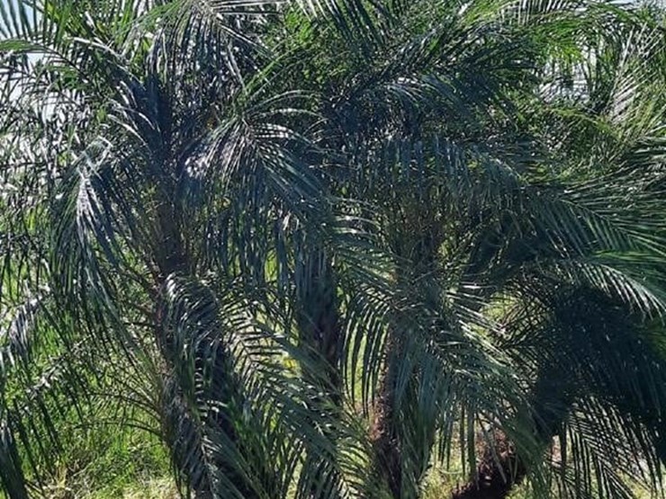 pigmy-palm-7ft-tall-image-1