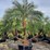 pigmy-palm-8ft-tall-image-1