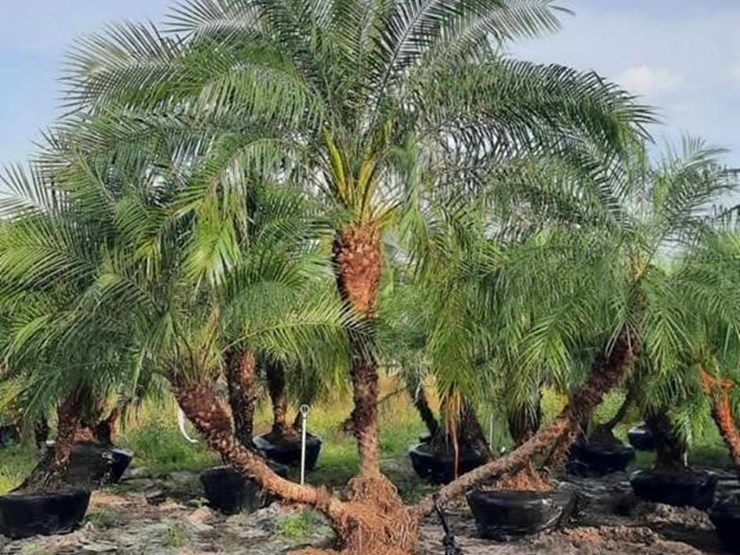 pigmy-palm-8ft-tall-image-1