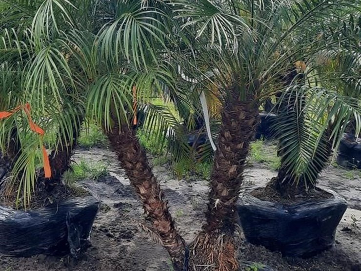 pigmy-palm-5ft-to-6ft-tall-image-1