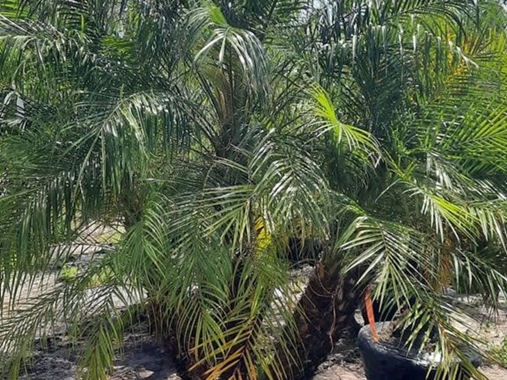 pigmy-palm-5ft-to-6ft-tall-image-1