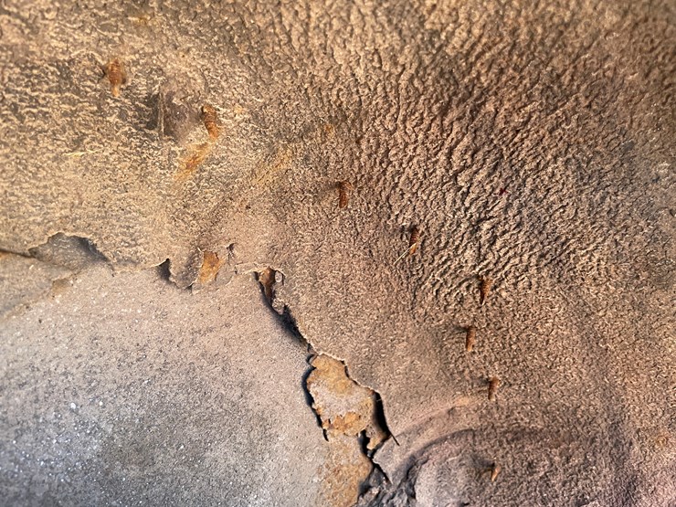 2003-kia-sedona-image-26